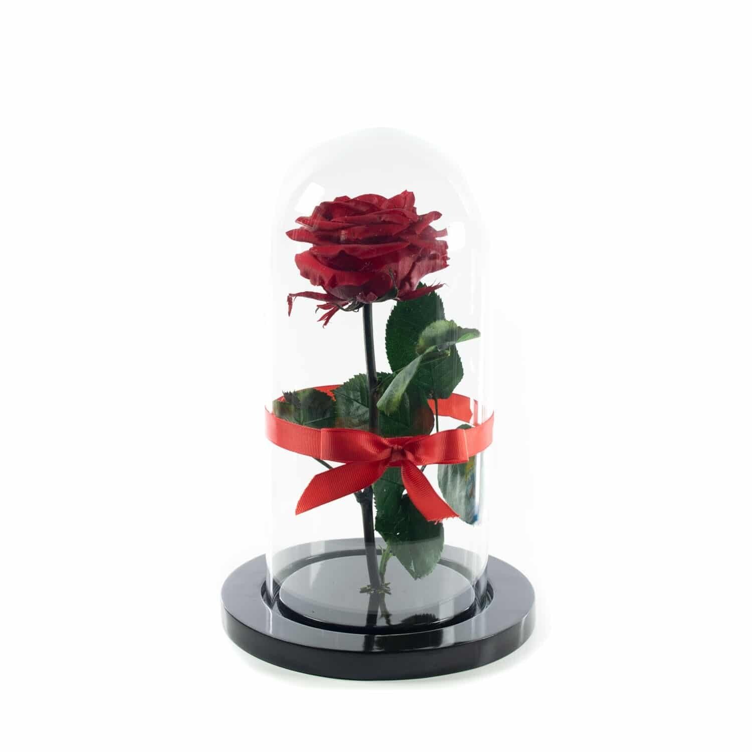 Rosa Roja Encantada Urna ▻ 2023