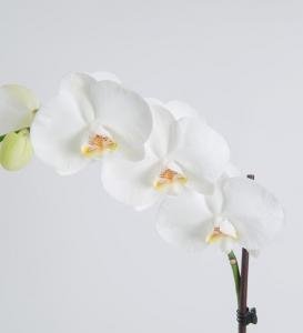 Floristeria Bogota &Raquo; Orquídea Phalaenopsis Mediana
