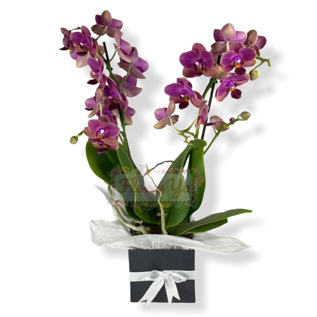 Orquídea Phalaenopsis Mediana ▻ 2023
